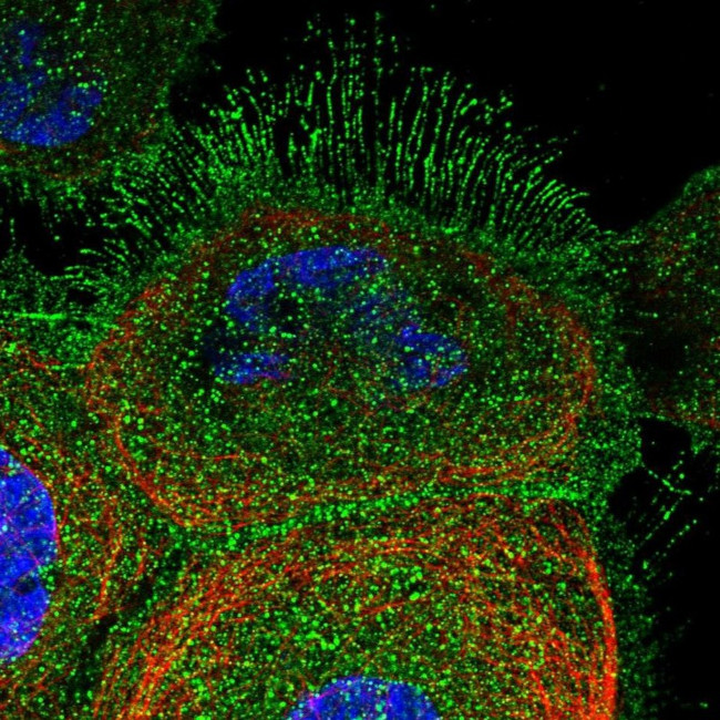 DCUN1D2 Antibody in Immunocytochemistry (ICC/IF)