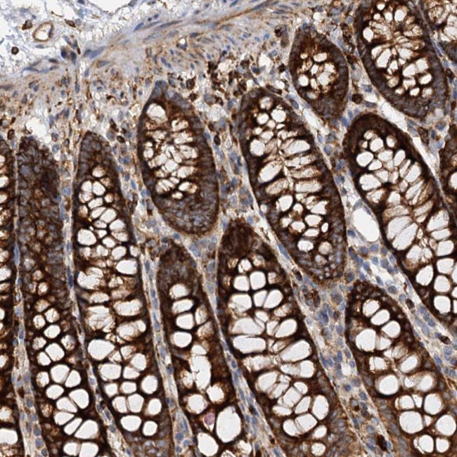 WDR73 Antibody in Immunohistochemistry (Paraffin) (IHC (P))