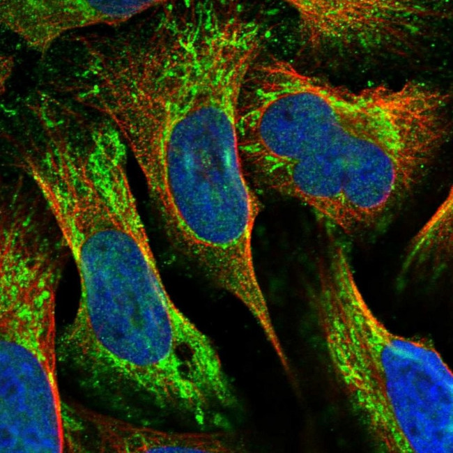 MRPL42 Antibody in Immunocytochemistry (ICC/IF)