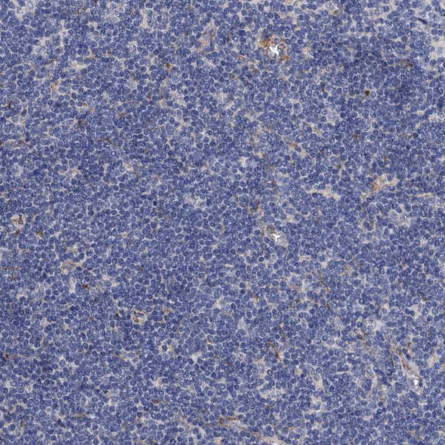 RASSF9 Antibody in Immunohistochemistry (Paraffin) (IHC (P))