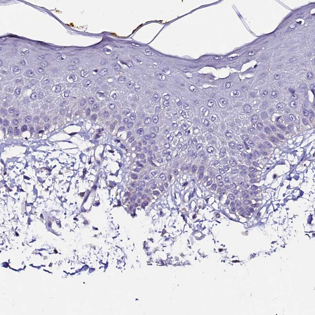 FAM155A Antibody in Immunohistochemistry (Paraffin) (IHC (P))