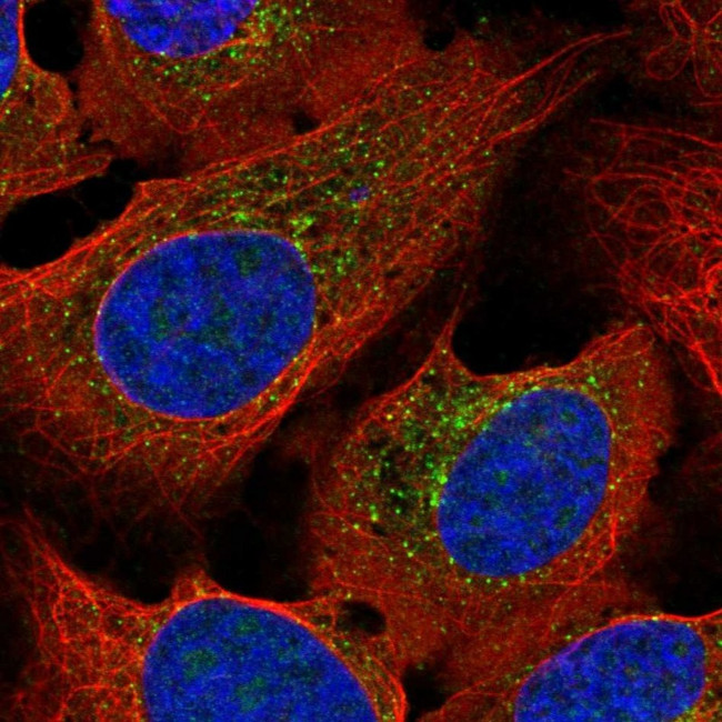 PLEKHM1 Antibody in Immunocytochemistry (ICC/IF)