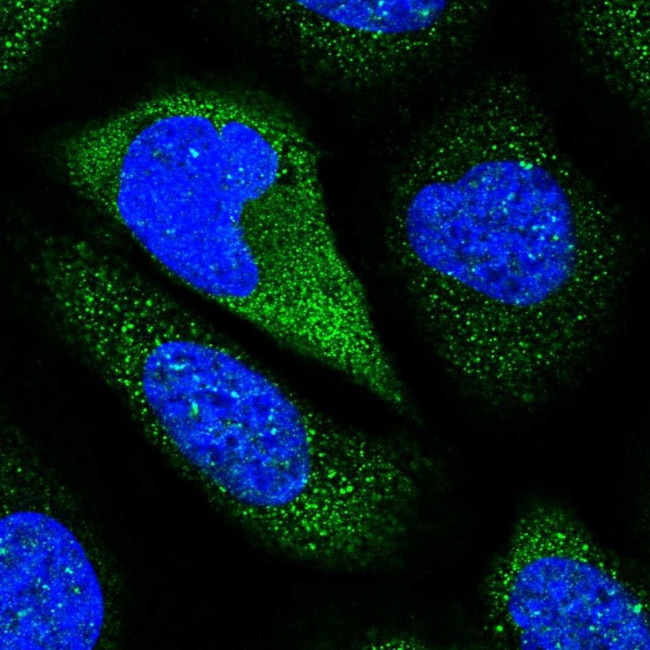 Contactin 5 Antibody in Immunocytochemistry (ICC/IF)