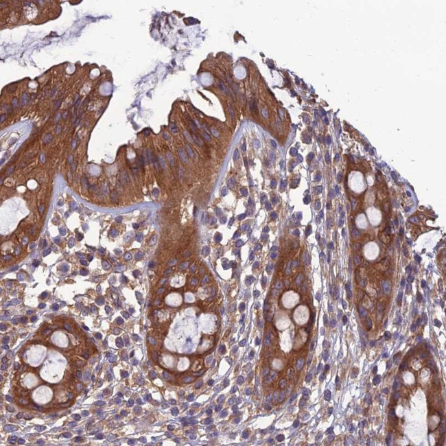 WDR24 Antibody in Immunohistochemistry (Paraffin) (IHC (P))
