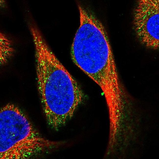KCNG1 Antibody in Immunocytochemistry (ICC/IF)
