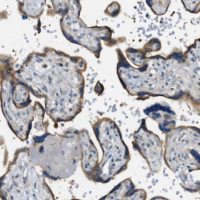 STARD13 Antibody in Immunohistochemistry (Paraffin) (IHC (P))
