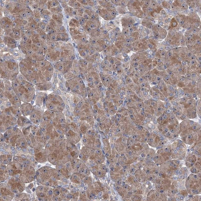 HTR3B Antibody in Immunohistochemistry (Paraffin) (IHC (P))