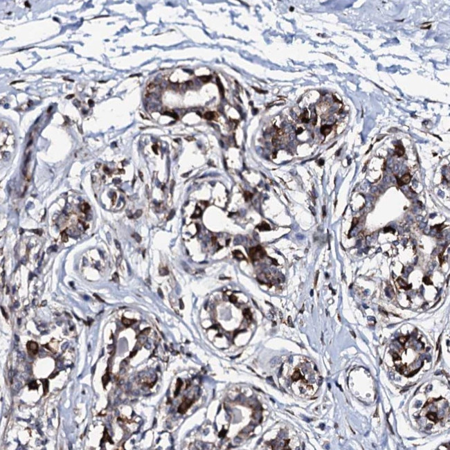 TMCO3 Antibody in Immunohistochemistry (Paraffin) (IHC (P))