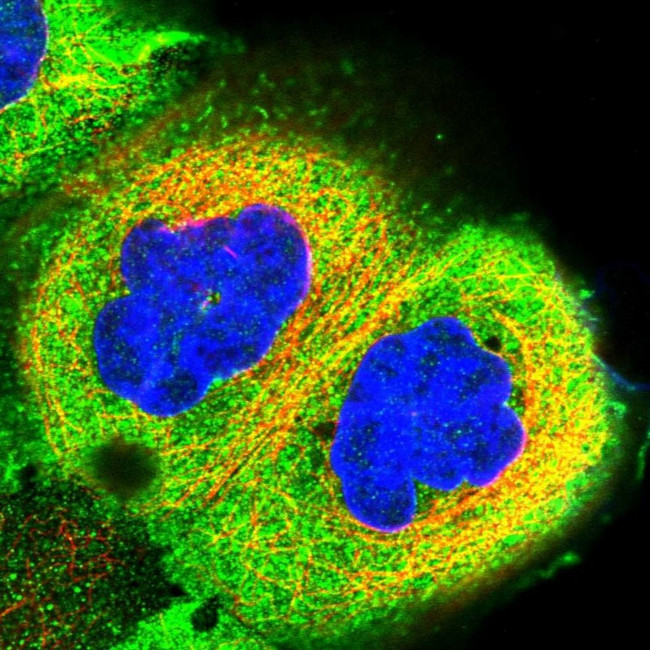 RCCD1 Antibody in Immunocytochemistry (ICC/IF)
