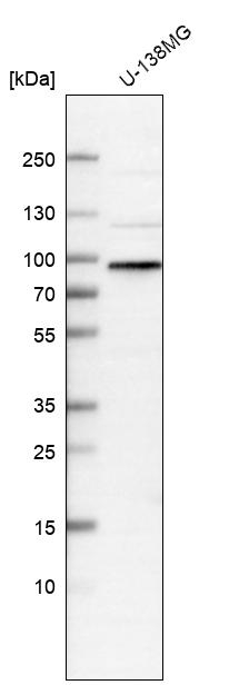 WHAMM Antibody in Western Blot (WB)