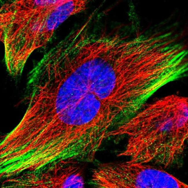C12orf76 Antibody in Immunocytochemistry (ICC/IF)