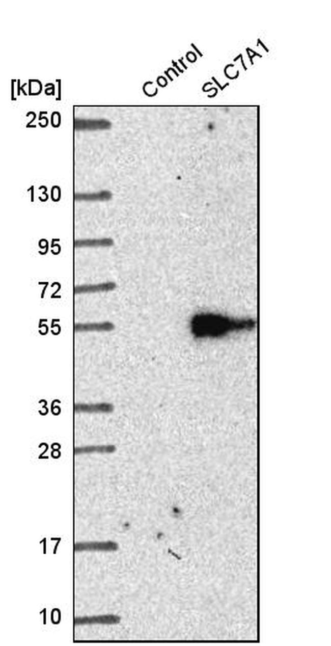 SLC7A1 Antibody in Western Blot (WB)
