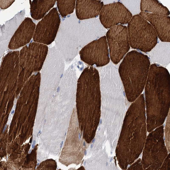 OLFML1 Antibody in Immunohistochemistry (Paraffin) (IHC (P))