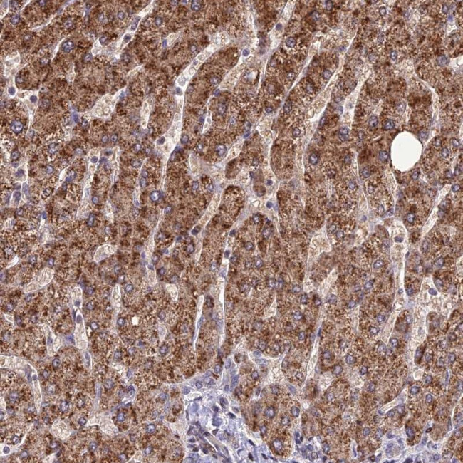 FAM186B Antibody in Immunohistochemistry (Paraffin) (IHC (P))