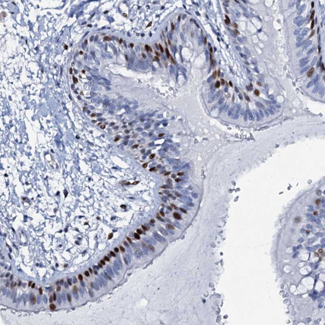 MFSD5 Antibody in Immunohistochemistry (Paraffin) (IHC (P))