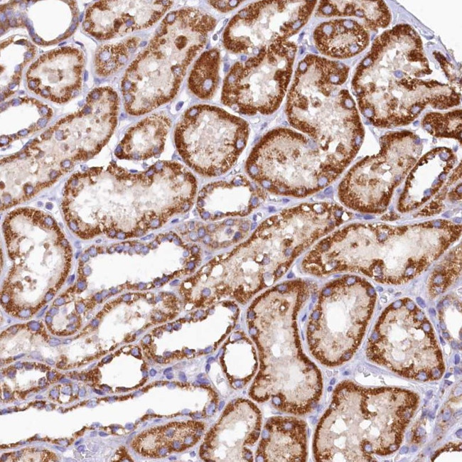 BCO2 Antibody in Immunohistochemistry (Paraffin) (IHC (P))