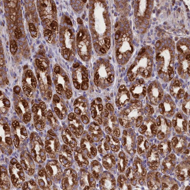 PTPRU Antibody in Immunohistochemistry (Paraffin) (IHC (P))