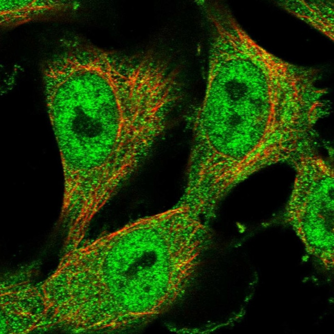 ZN438 Antibody in Immunocytochemistry (ICC/IF)