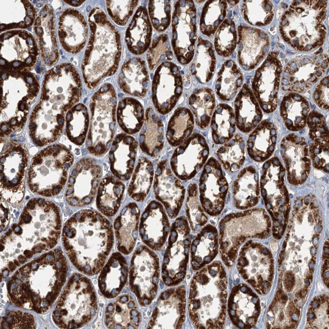 SPDYC Antibody in Immunohistochemistry (Paraffin) (IHC (P))
