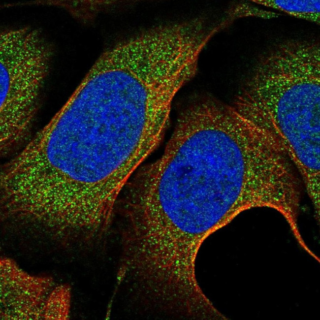 C11orf57 Antibody in Immunocytochemistry (ICC/IF)
