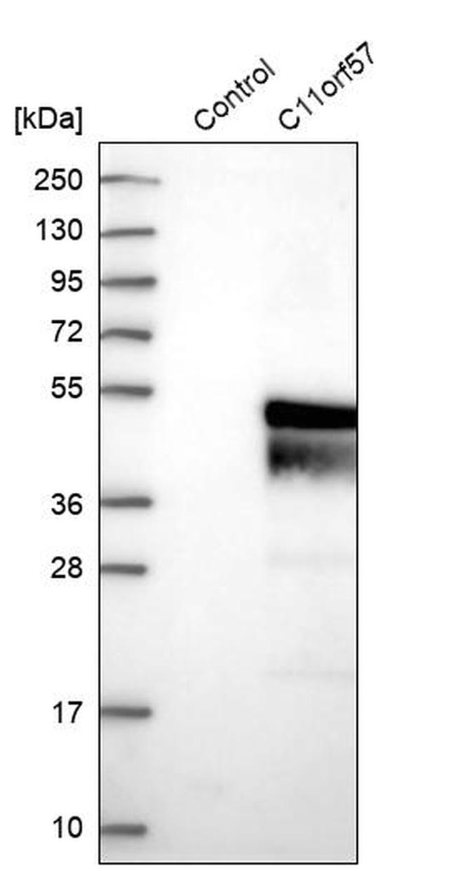 C11orf57 Antibody in Western Blot (WB)