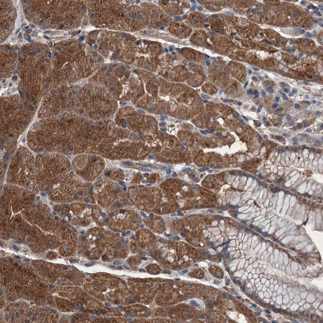 WDR66 Antibody in Immunohistochemistry (Paraffin) (IHC (P))