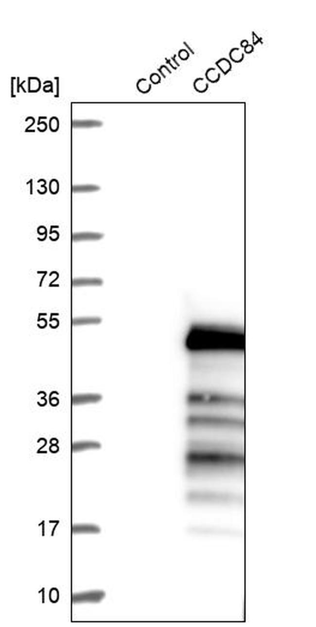 CCDC84 Antibody in Western Blot (WB)