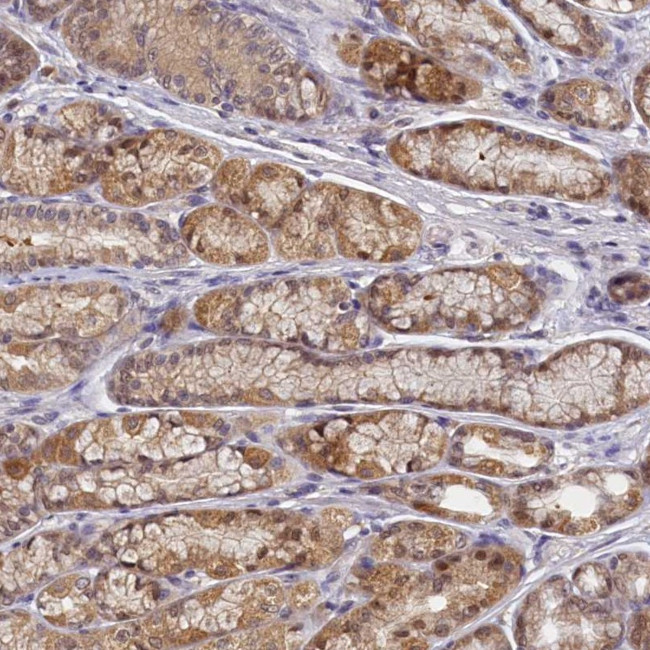 PAAF1 Antibody in Immunohistochemistry (Paraffin) (IHC (P))