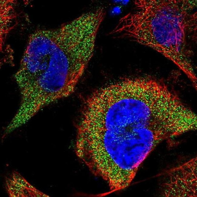 CLYBL Antibody in Immunocytochemistry (ICC/IF)