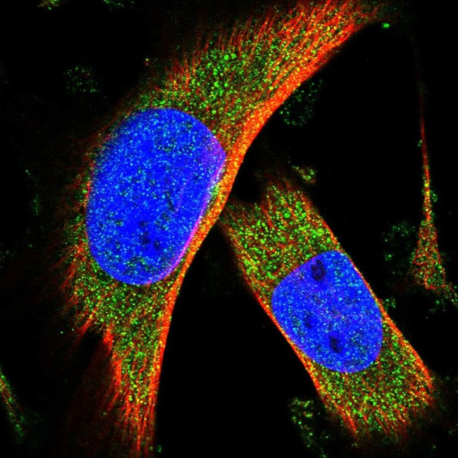 C15orf39 Antibody in Immunocytochemistry (ICC/IF)