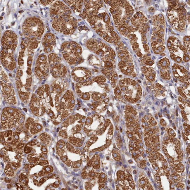 HAUS2 Antibody in Immunohistochemistry (Paraffin) (IHC (P))