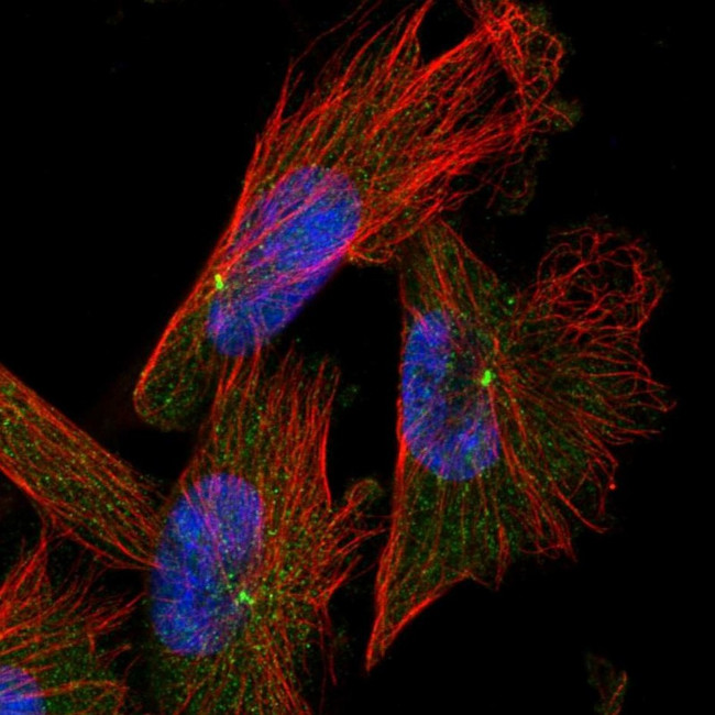 CAPS2 Antibody in Immunocytochemistry (ICC/IF)