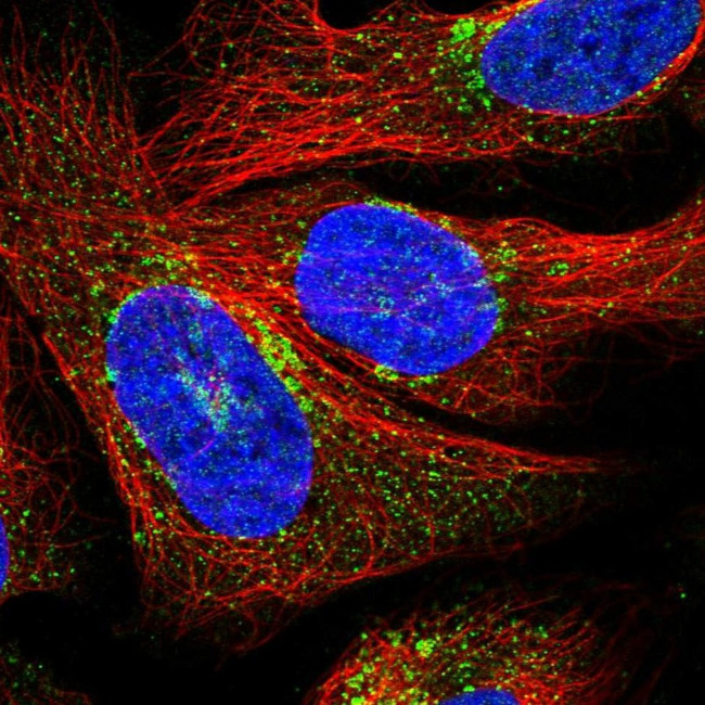 DNA Primase Antibody in Immunocytochemistry (ICC/IF)