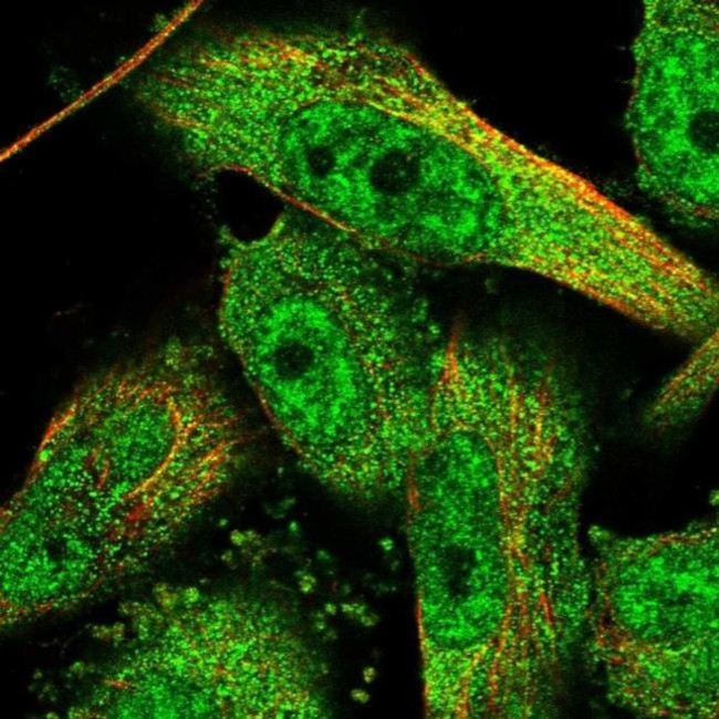 KIAA1468 Antibody in Immunocytochemistry (ICC/IF)