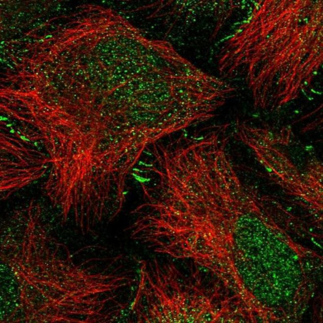 SPERT Antibody in Immunocytochemistry (ICC/IF)