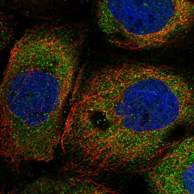 NAA16 Antibody in Immunocytochemistry (ICC/IF)