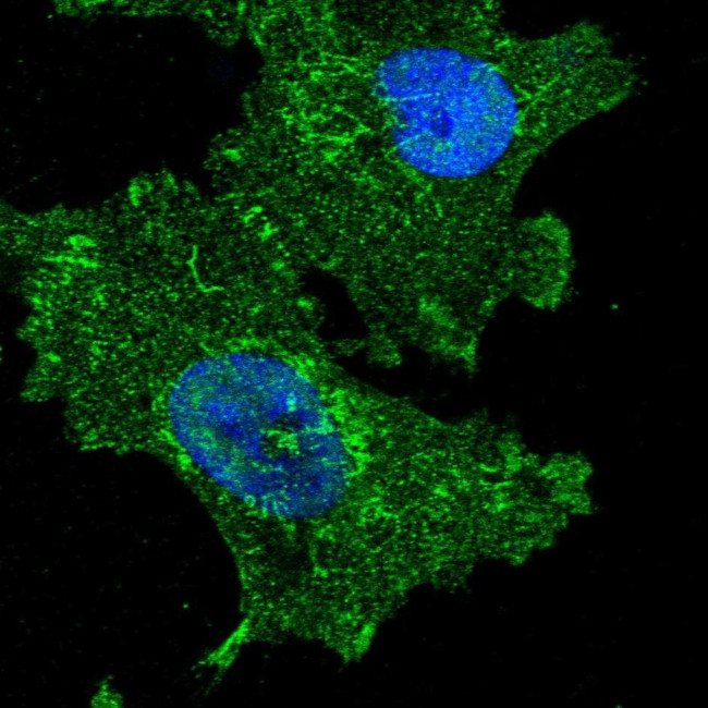 FAM222A Antibody in Immunocytochemistry (ICC/IF)
