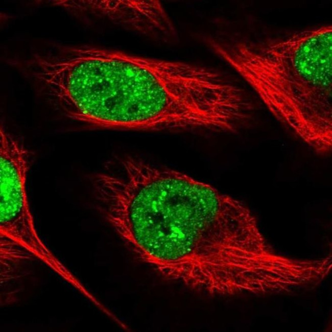 SLTM Antibody in Immunocytochemistry (ICC/IF)