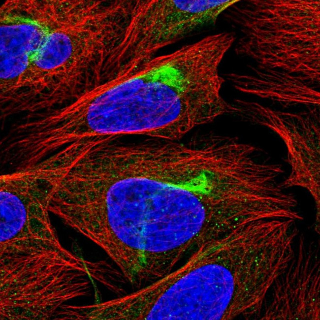 PJA2 Antibody in Immunocytochemistry (ICC/IF)