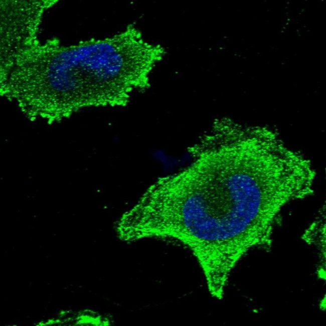 CEP57L1 Antibody in Immunocytochemistry (ICC/IF)