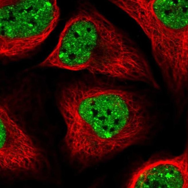 SLTM Antibody in Immunocytochemistry (ICC/IF)