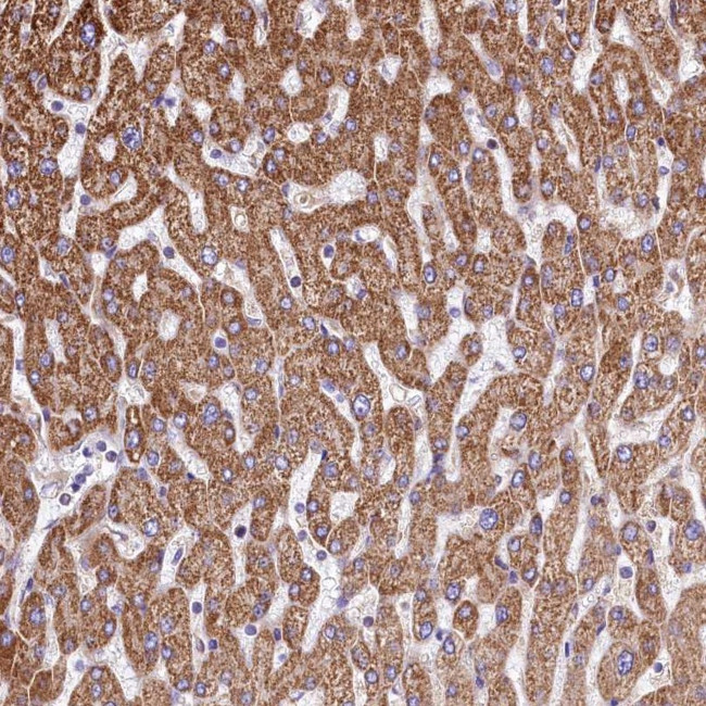 VWCE Antibody in Immunohistochemistry (Paraffin) (IHC (P))