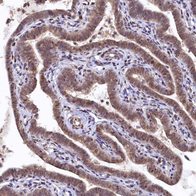 UBL7 Antibody in Immunohistochemistry (IHC)