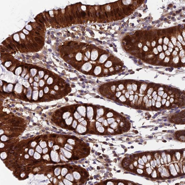 CCDC15 Antibody in Immunohistochemistry (Paraffin) (IHC (P))