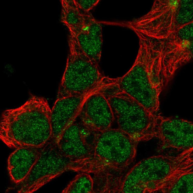 FAM154B Antibody in Immunocytochemistry (ICC/IF)