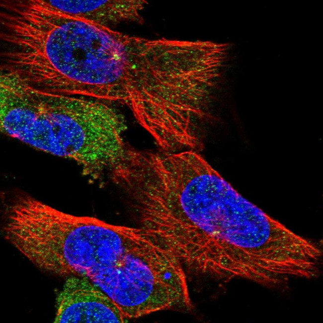 CEP192 Antibody in Immunocytochemistry (ICC/IF)