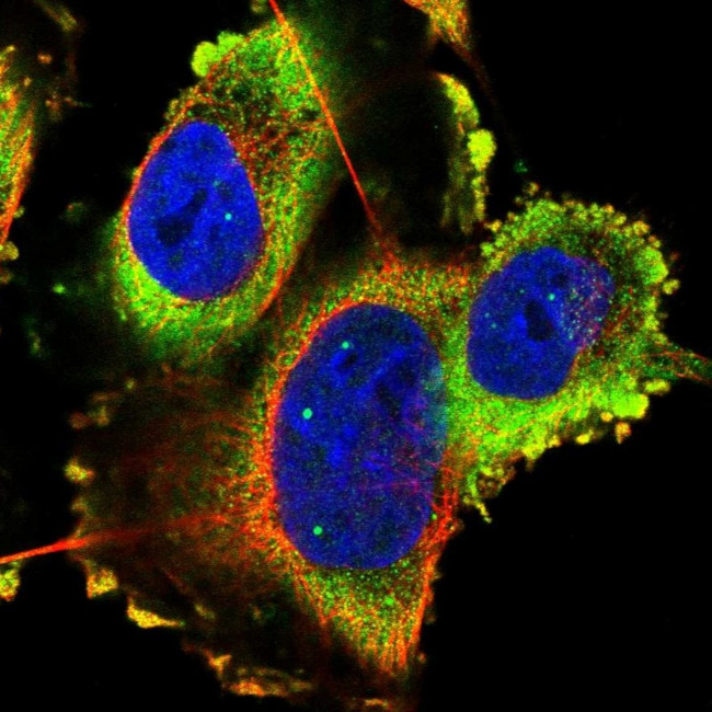 TMC3 Antibody in Immunocytochemistry (ICC/IF)