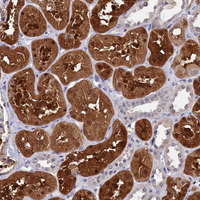 C11orf54 Antibody in Immunohistochemistry (Paraffin) (IHC (P))