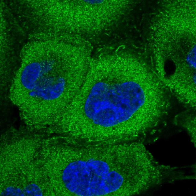 PSMD9 Antibody in Immunocytochemistry (ICC/IF)