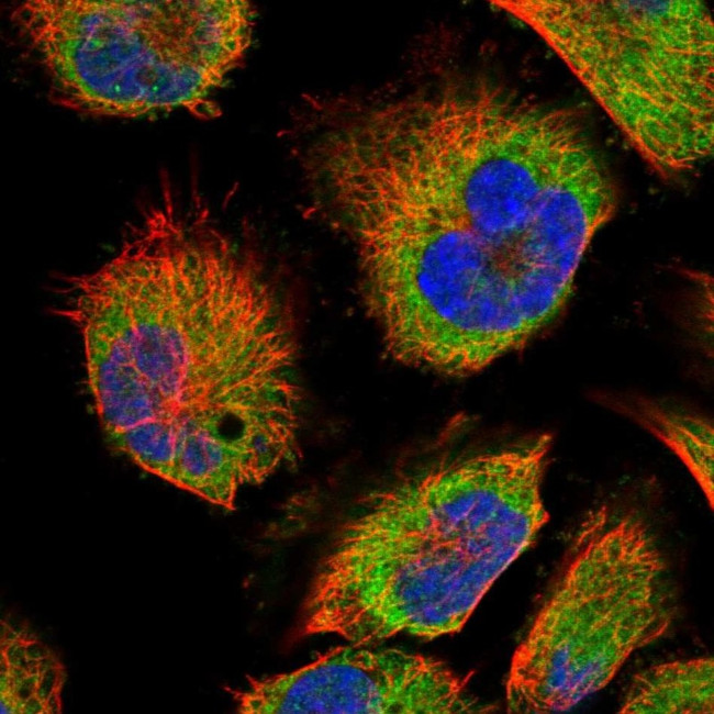 SLC16A14 Antibody in Immunocytochemistry (ICC/IF)